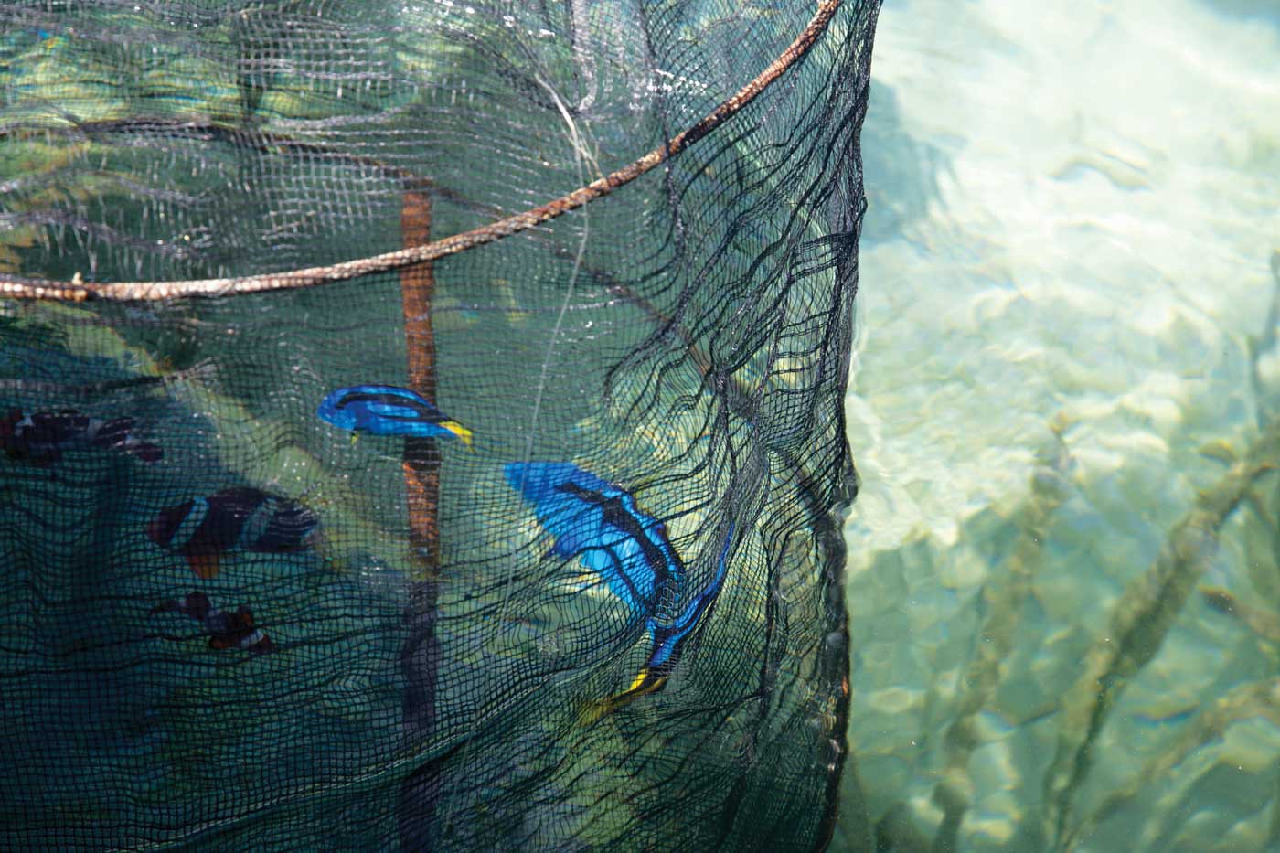 Two blue tang swim around inside a net. To their left are three clown fish.