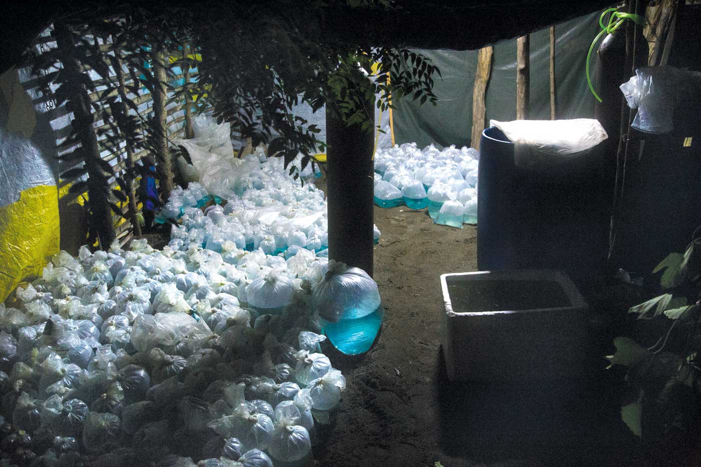 Many bags of water cover the ground in what appears to be a basement. The water inside is a cerulean shade. Leaves hang from the ceiling and the rightmost wall.